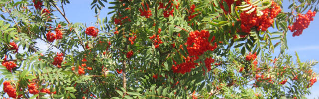 Kolm aasta tegijat looduses: balti sõrmkäpp, pihlakas ja sulgjas õhik