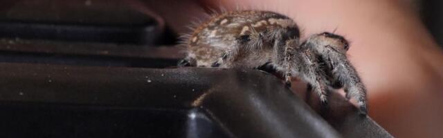 Teadlased: hüpikämblikud näevad und? Kas ka õudusunenägusid?