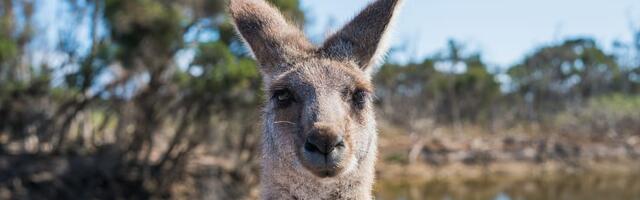 Rowan Dean: "roheline" Euroopa Liit  jätab maailma nälga