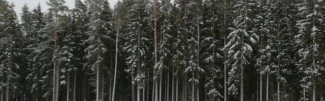 Euroopa Liit tahab metsaandmed kokku koondada