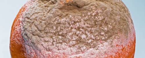 Hallituse tervisemõjud