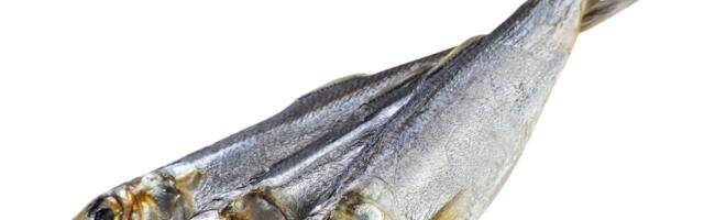 JUHIS | Kuidas kuivatada räimi?