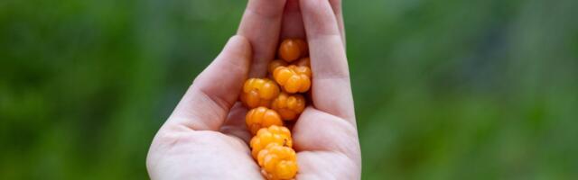 Luureandmed: looduse suurim delikatess on peagi küps!