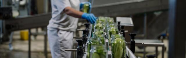 Pea paar tuhat tonni kurke kolib purkidesse, appi tuli palgata 120 lisatöötajat