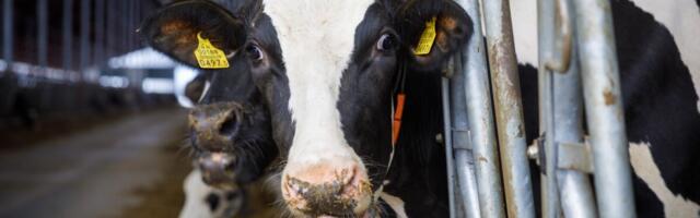 Lihtsad nipid, kuidas farmis talvele vastu minna