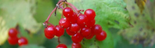 ÜLEVAADE | Alusmetsa põõsaste viljad: millised kõlbavad suhu panna?