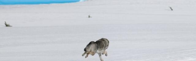 FOTOD | Murdmaasuusatajaid ehmatas rajale jooksnud hundi mõõtu koer