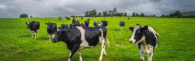 Briti toiduguru rohepööre: inglased peavad kliimakatastroofi vältimiseks sööma vähem liha