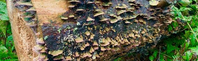 Kaarel Zilmer NÄDALA FOTO