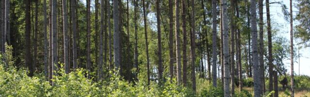 IKEA tõusis Eesti neljandaks metsaomanikuks