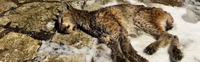 FOTO | Raplamaal leiti tööstushoone eest kärntõves ilvese laip