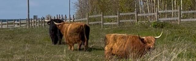 Mägiveised saabusid Paljassaare rannaniitu hooldama