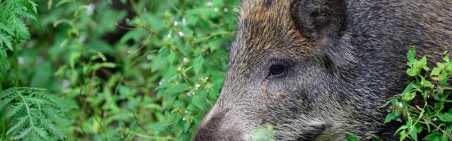 Jahimehed on küttinud 5000 metssiga