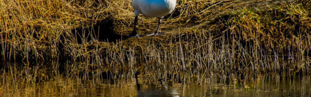 Läänemaal tuvastati linnugripp