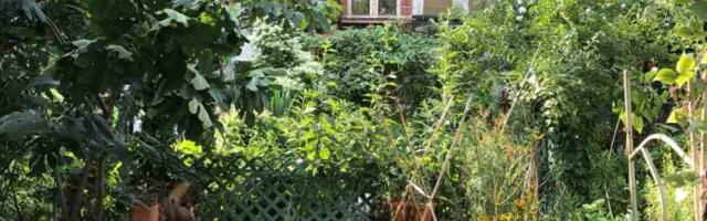 Kogukonnaaed – pehme ja roheline, poliitiline ja radikaalne