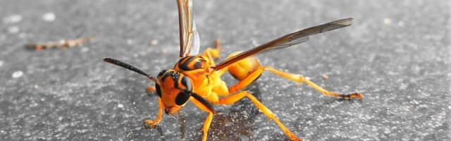 ÕÕVASTAV VIDEO | Linnupoegi tapavad ka herilased