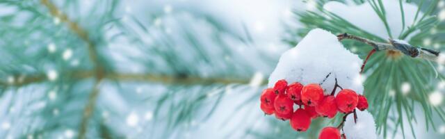 Hiina päevahoroskoop : pühapäev, 25. jaanuar