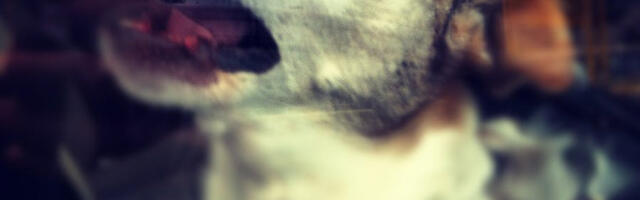 Saksamaal tuvastati koeral marutaud  – Põllumajandus- ja Toiduamet tuletab meelde vaktsineerimise olulisust