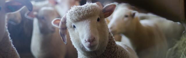 PTA: Suu- ja sõrataud levib Vahemere piirkonnas – uus puhang Kreekas