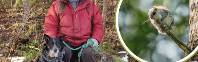 Metsaomaniku karm õppetund. „Ära sa kellelegi kõssa, kui oma metsast lendorava leiad!“