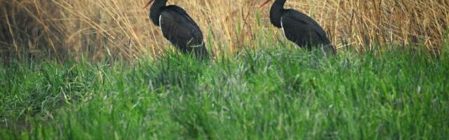 Tuuleparkide ehitus võib kaasa tuua  kaitsealuse liigi vähenemise