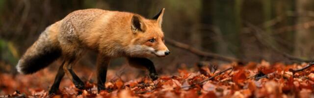Algas sügisene metsloomade marutaudivastane vaktsineerimine