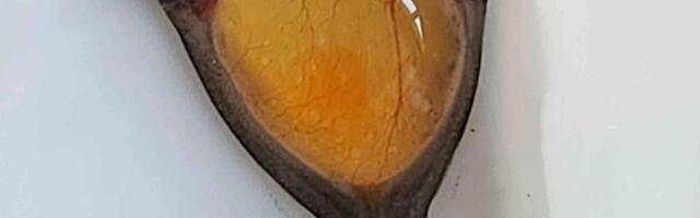 VIDEO | Kanadas leiti üliharuldased siiami kaksikutest kalad