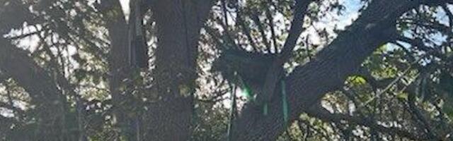 Trumpi kasutatava Florida lennuvälja juures leiti puu otsast kahtlane platvorm