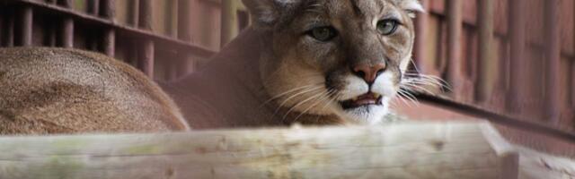 VIDEO | Selle sügise suurim müsteerium: kuhu kadus puuma?