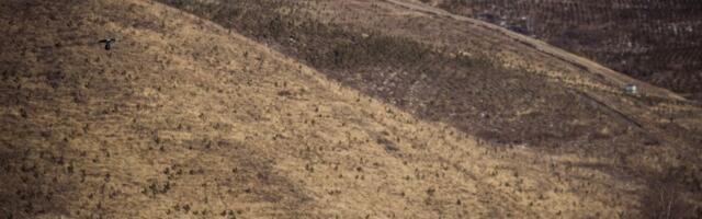 Puust ja punaseks. Mis on kõrgmäestikumaskid ja miks nendega toimetamine võib toimuda hallil alal?