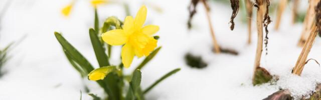 Aprillis võime näha veel lumetormi. Maalehe ilmatarkade suur kevadeennustus