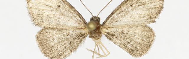 Uus liik Eesti ööliblikafaunas – luha-pisivaksik