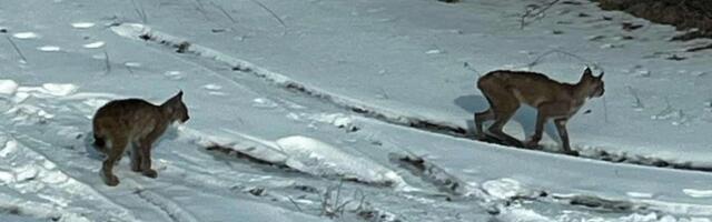 FOTOD | Põlvamaalt leiti kärntõvesse surnud ilves, emata jäänud kutsikad ilmselt hukkuvad