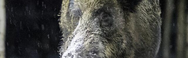 Seakatk möllab: puutumata on veel vaid Hiiumaa ja Harjumaa