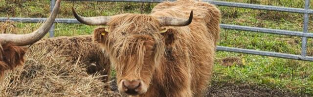 PTA: Kiili valla veiste juhtumis tuvastati nälginud ja hukkunud loomad