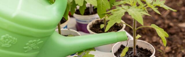 JUHIS | Milliseid tomatisorte kasvatada avamaal, rõdul või kasvuhoones?