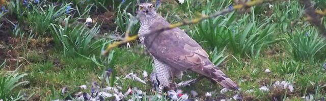 VIDEO | Haruldane vaatepilt: kanakull õgib isukalt keset Pelgulinna oma ohvrit