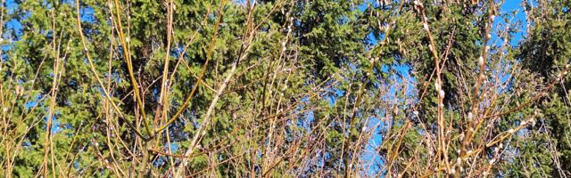 KOMMENTAARIDETA: Reinu tee 18. veebruaril 2024