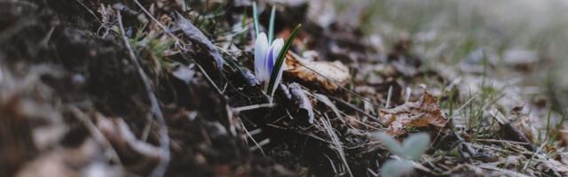 Lähipäevade ilm on varakevadiselt tujukas