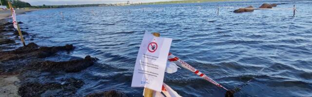 Terviseamet: Stroomi rannas reostust pole avastatud, koertele võib mõjuda lompides lagunev orgaanika