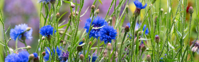 Veiko Vihuri: kodumaa-armastus on midagi ülevamat kui riigitruudus