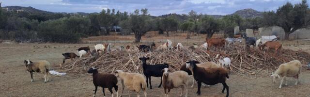 Kreeka on rõugete tõttu tapnud sadu tuhandeid lambaid
