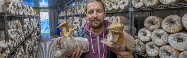 Kurikuulsa Eesti Seenefarmi pardale tuli firmamatja. Nõuded esitanud investor: “Kui laekumisi ei toimu, otsustame pankrotiavalduse esitamise üle”