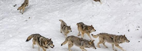 Hundiküttimise suurendamine tekitab vastakaid tundeid: tasakaal populatsiooni ohjamise ja looduskaitse vahel