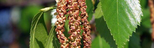 Kase õietolmu tase on kõrge – millised on allergia tunnused?