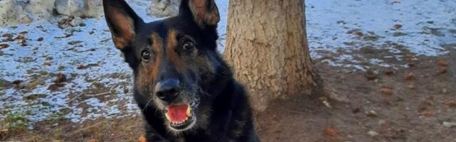 Politseikoer Toran leidis Järvamaal kadunud poisi