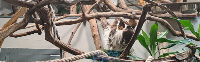 TALLINNA LOOMAAED KUTSUB SÜNNIPÄEVALE 