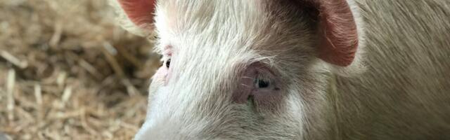 Nurme farmis uued SAK positiivsed leiud