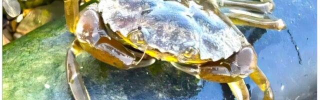 „Heade mõtete kastis“ on… tõrvikurongkäigu abi krabide vastu!