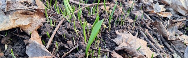 KEVADEKUULUTAJA! Karulaugu rajalt juba saab